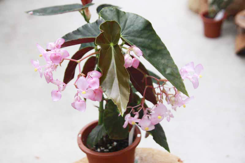 B. ‘Tropical Kei’